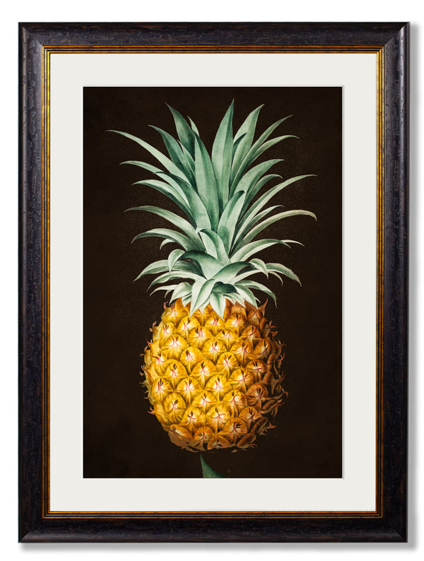 c.1812 Pineapple Study (Black)