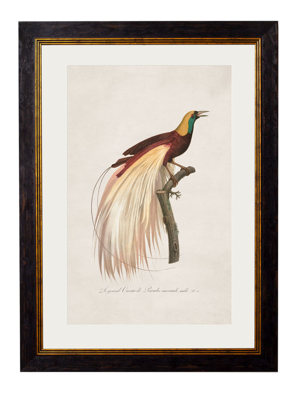 c.1809 Birds of Paradise