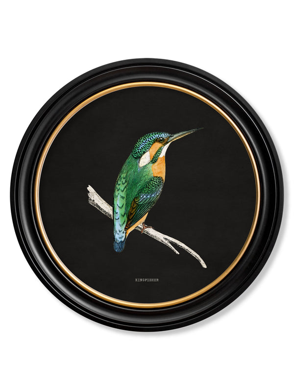 c.1870 Kingfisher and Bee Eater - Black