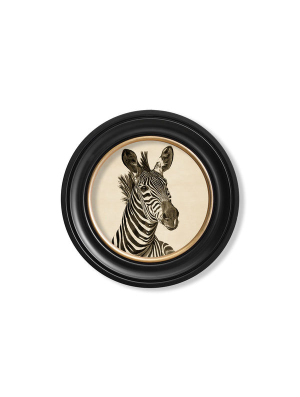 c1890 Zebra Illustrations in Round Frame - Dark