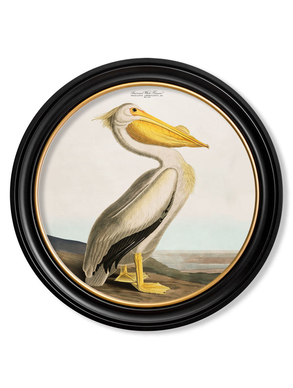 c.1838 Audubon's Pelican - Light - Round Frame