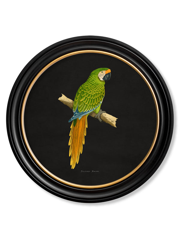 C.1884 Collection of Macaws in Round Frames - Black