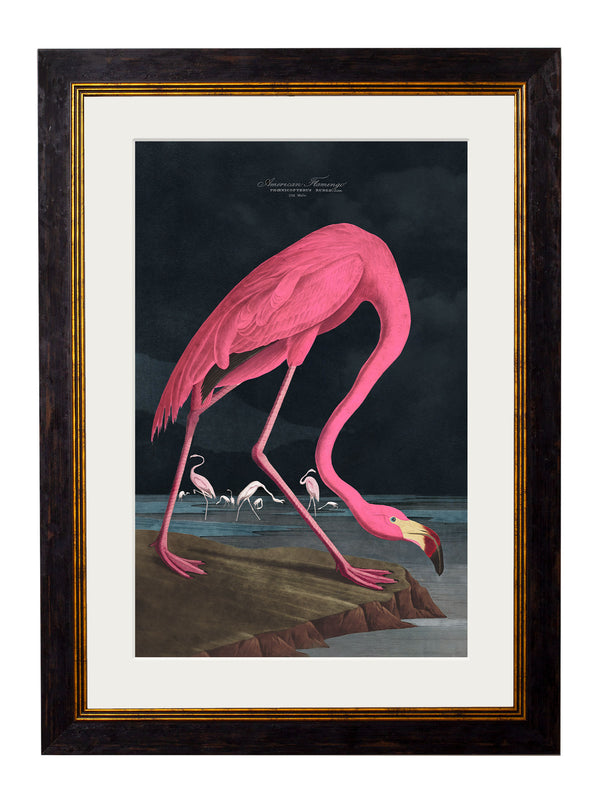 c.1838 Audubon's Flamingo - Dark