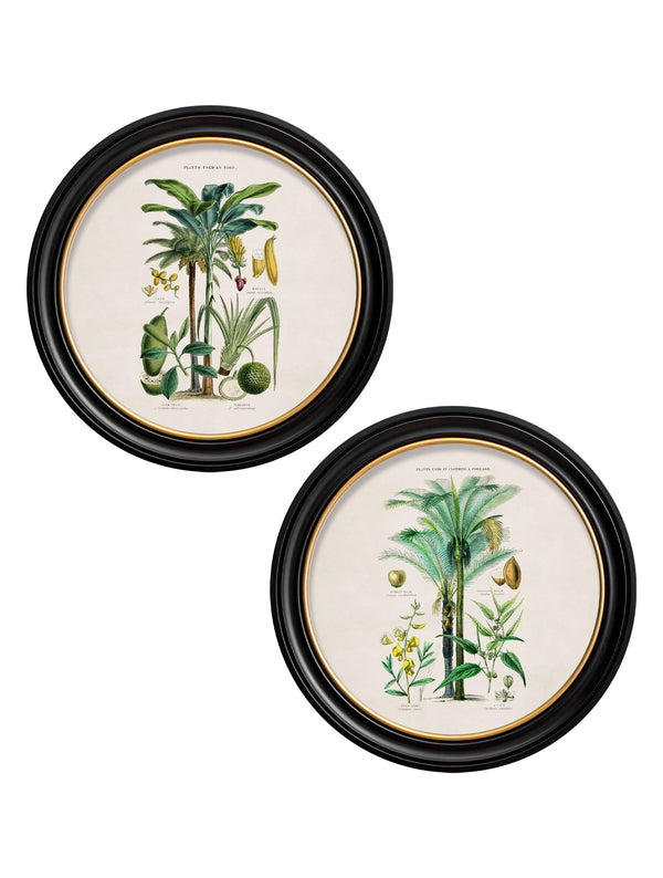 c.1877 Tropical Plants Used as Food and Clothing - Round Frame