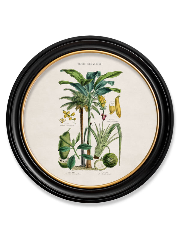 c.1877 Tropical Plants Used as Food and Clothing - Round Frame