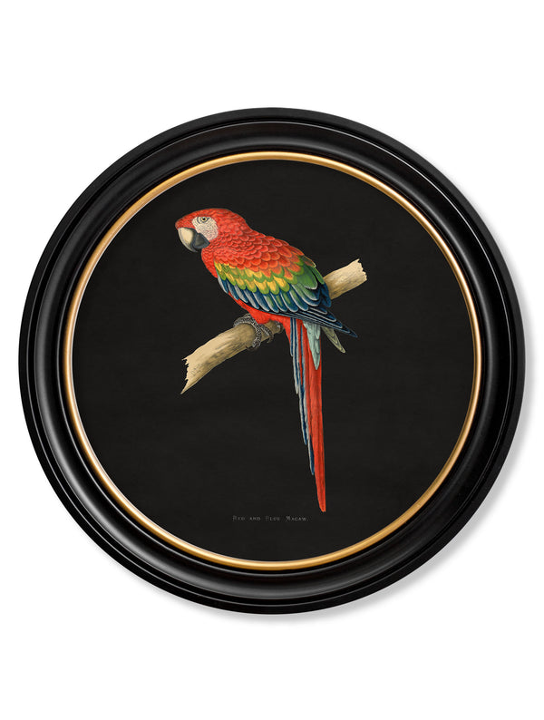 C.1884 Collection of Macaws in Round Frames - Black