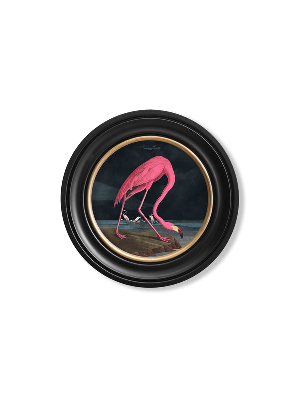 c.1838 Audubon's Flamingo - Dark - Round Frame