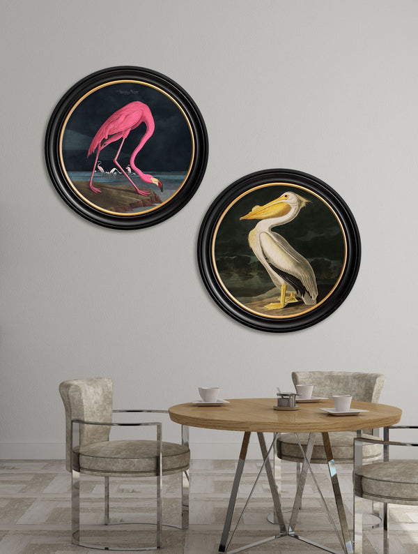 c.1838 Audubon's Flamingo - Dark - Round Frame
