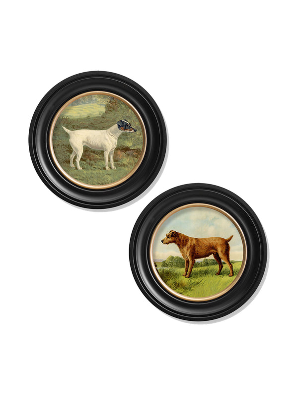 c.1881 Terriers - Round Frame