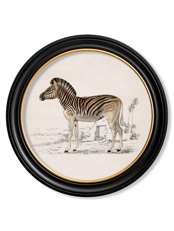 c.1774 Zebra - Round Frame