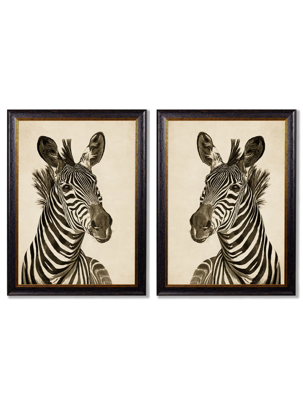 c1890 Zebra Illustrations - Dark