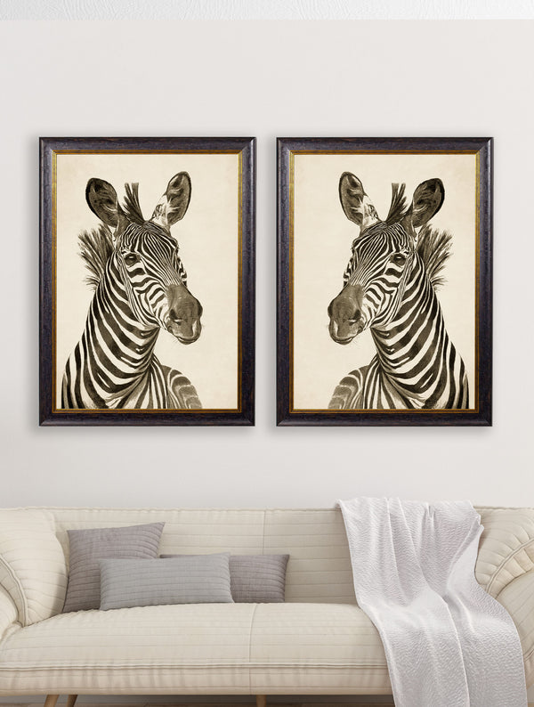 c1890 Zebra Illustrations - Dark