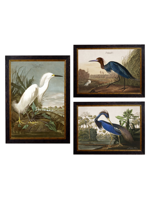 c.1838 Audubon's Herons