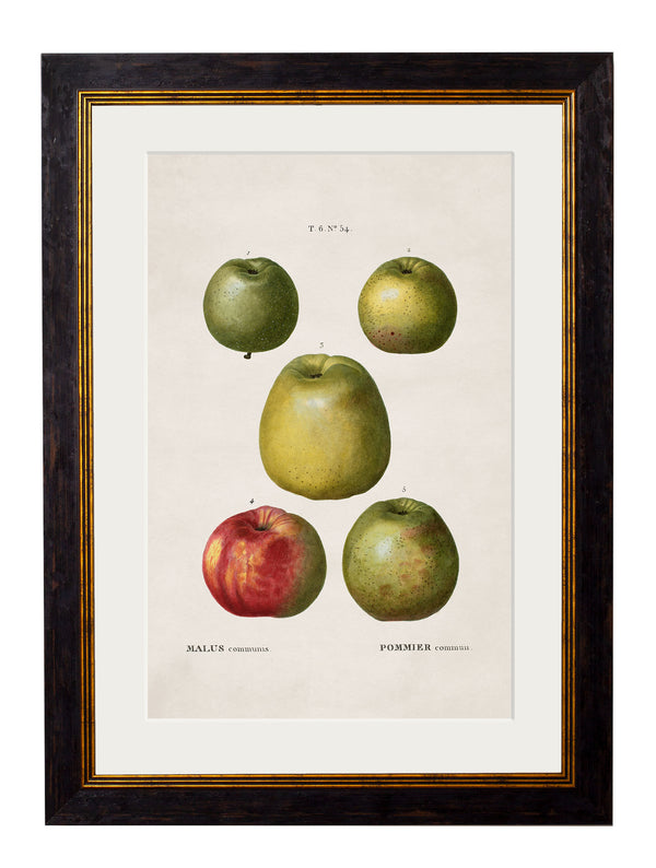 c.1819 Study of British Fruit