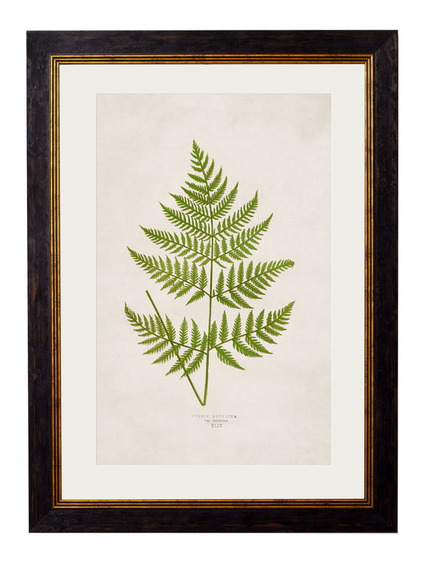 c.1864 Collection of British Ferns
