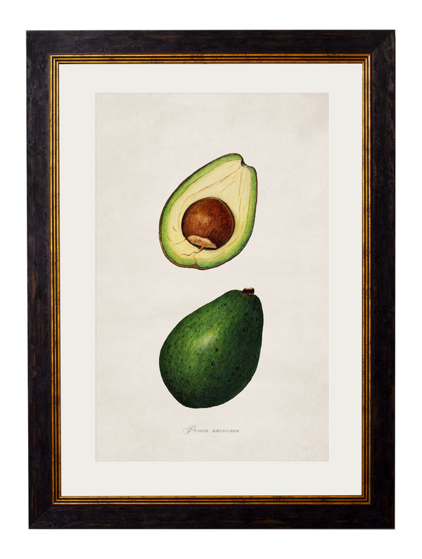 c.1886 Study of Avocados