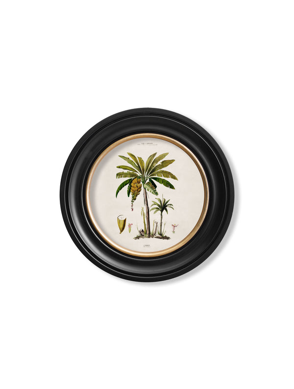 c.1843 Studies of South American Palm Trees in Round Frames