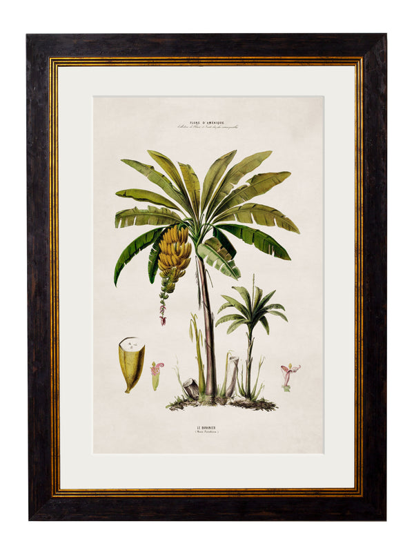 c.1843 Studies of South American Palm Trees
