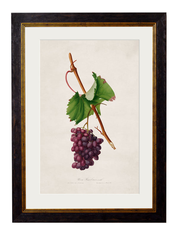 c.1817 Collection of Botanical Grapes