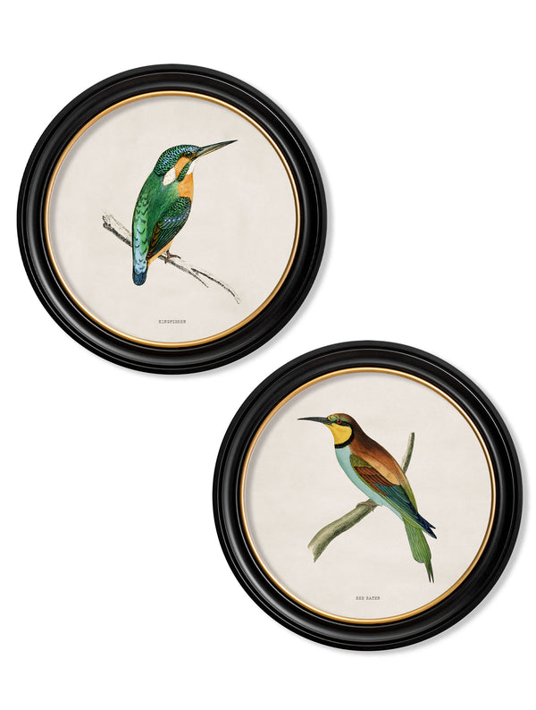 c.1870 Kingfisher and Bee Eater