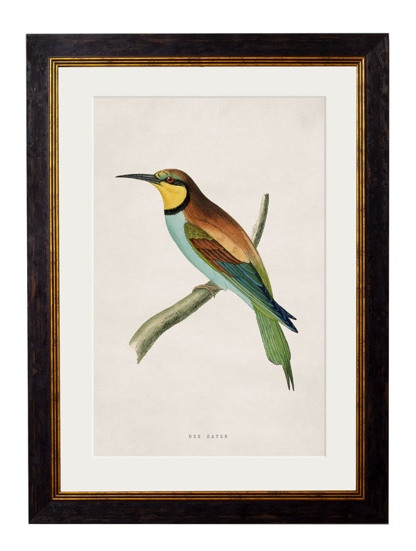 c.1870 Kingfisher & Bee Eater