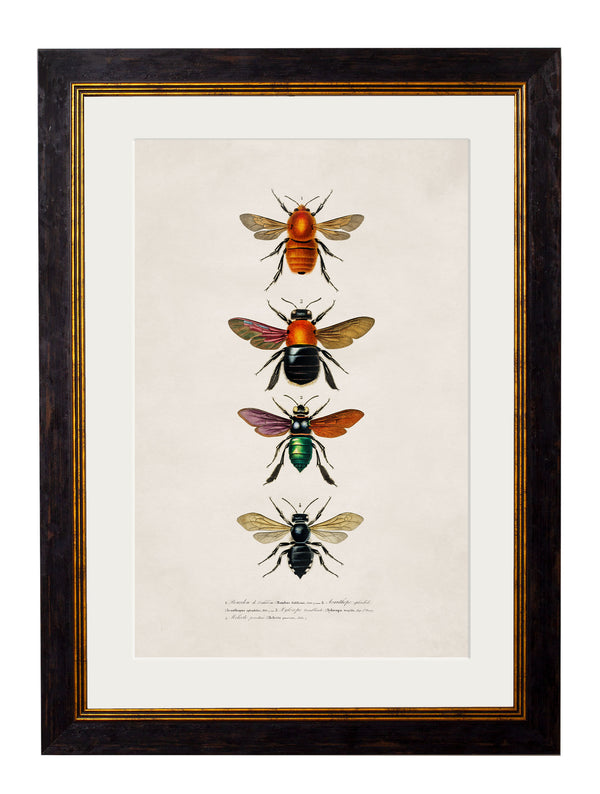 c.1892 Bees and Wasps