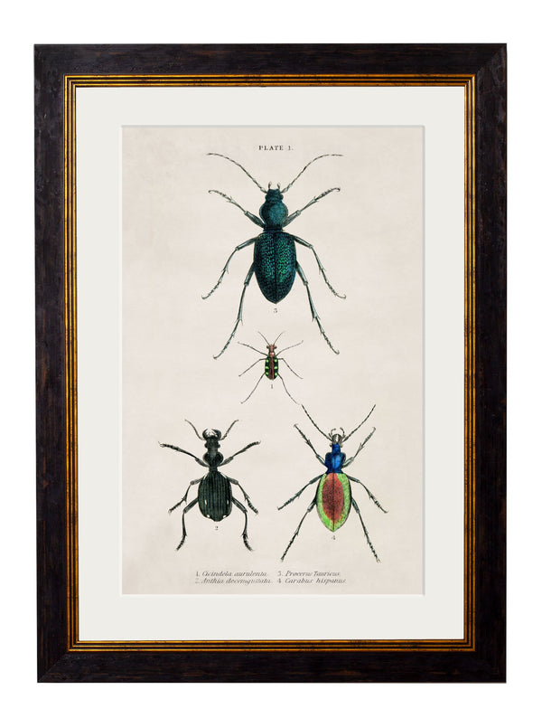 c.1836 Naturalist's Library Beetles - Plate 1 - The Weird & Wonderful