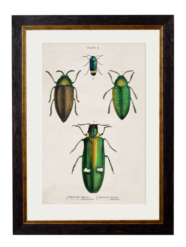 c.1836 Studies of Beetles