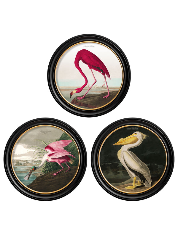 c.1838 Audubon's Birds of America in Round Frames