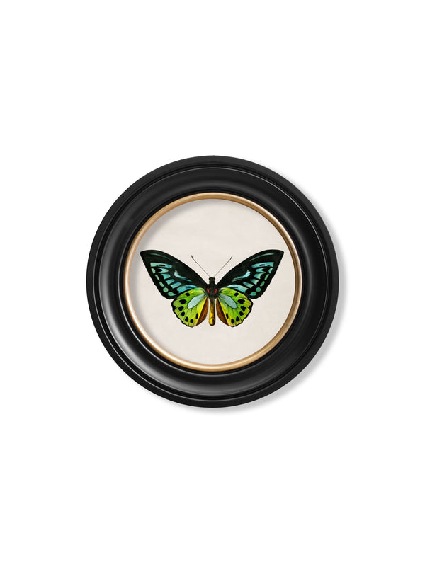 c.1836 Birdwing Butterfly - Round Frame - The Weird & Wonderful
