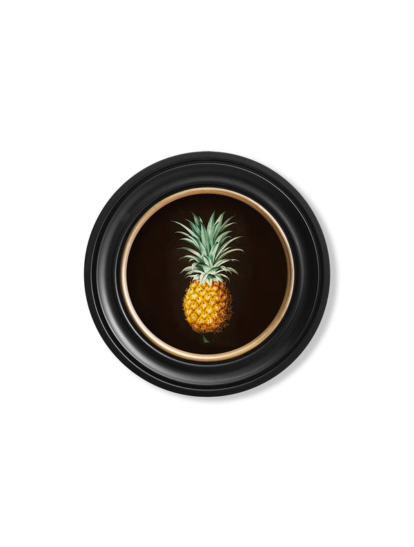c.1812 Pineapple Study - Round Frame - The Weird & Wonderful