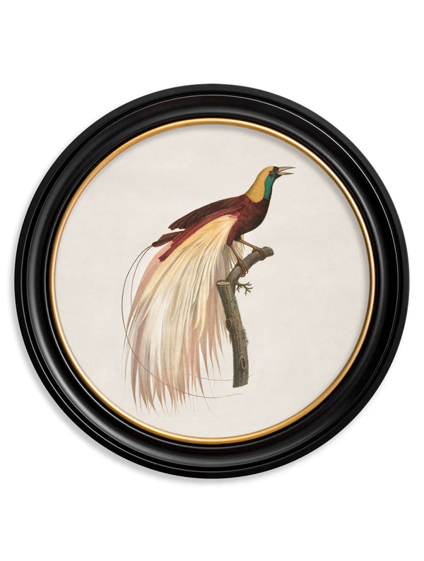 c.1809 Bird of Paradise - Left - The Weird & Wonderful