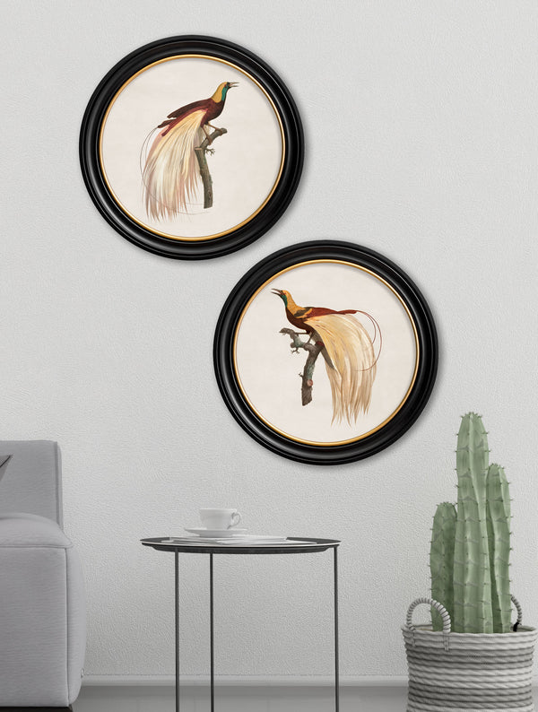 c.1809 Birds of Paradise - Round Frames