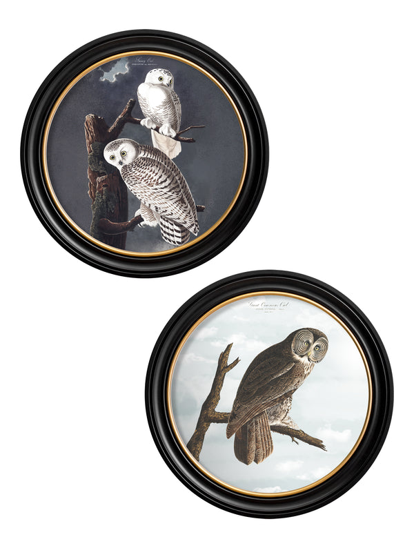 c.1838 Audubon's Owls - Round Frame