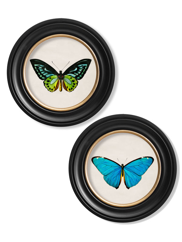 c.1836 Tropical Butterflies - Round Frames