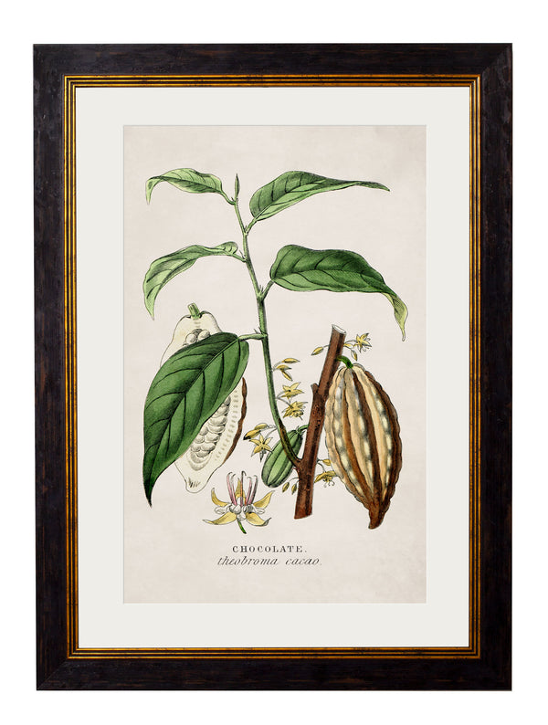 c.1877 Tea, Coffee and Chocolate Plants