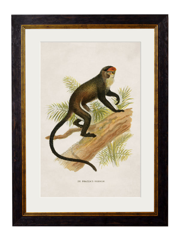 c.1910 Collection of Primates