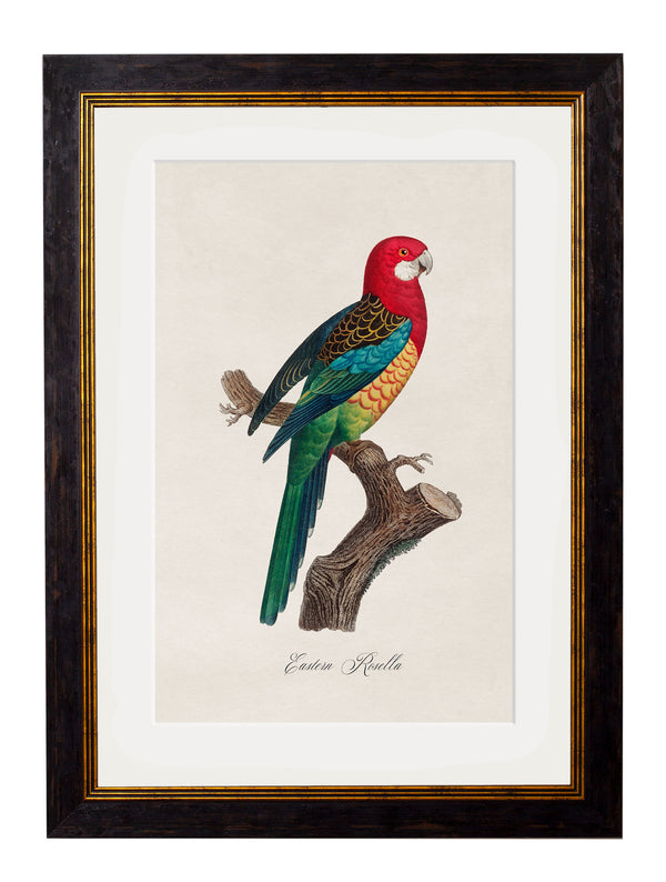C.1800's Collection of Parrots