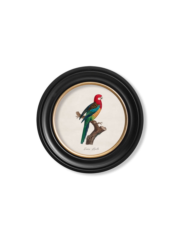 C.1800's Collection of Parrots in Round Frames 1