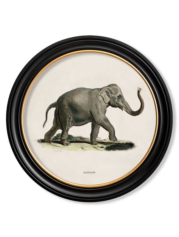 c.1846 Elephants in Round Frame
