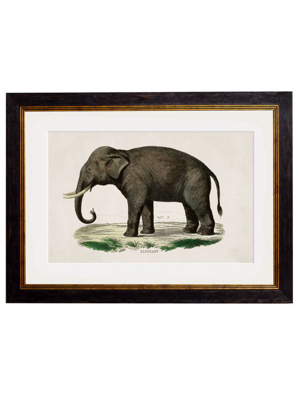 c.1846 Elephants