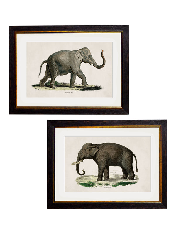 c.1846 Elephants