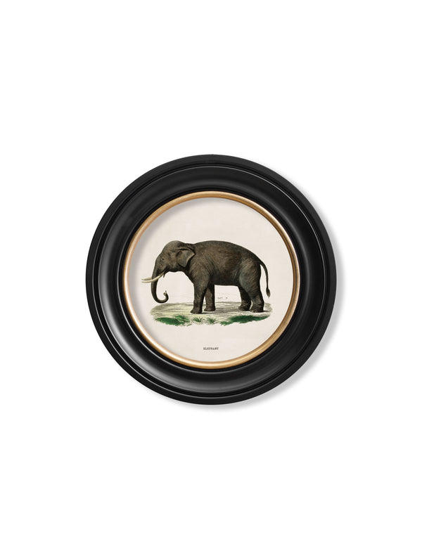 c.1846 Elephants in Round Frame