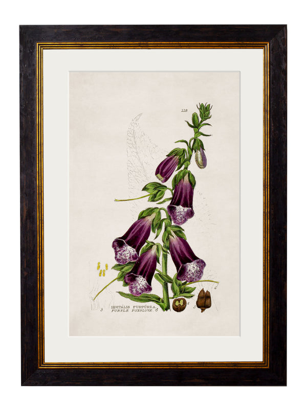 c.1837 British Flowering Plants