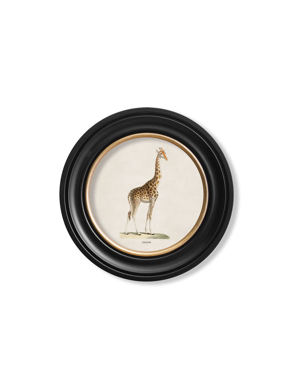 c.1836 Giraffe - Round Frame