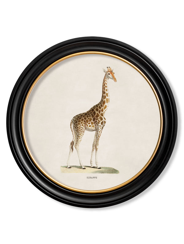 c.1836 Giraffe - Round Frame