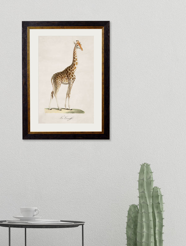 c.1836 Giraffe