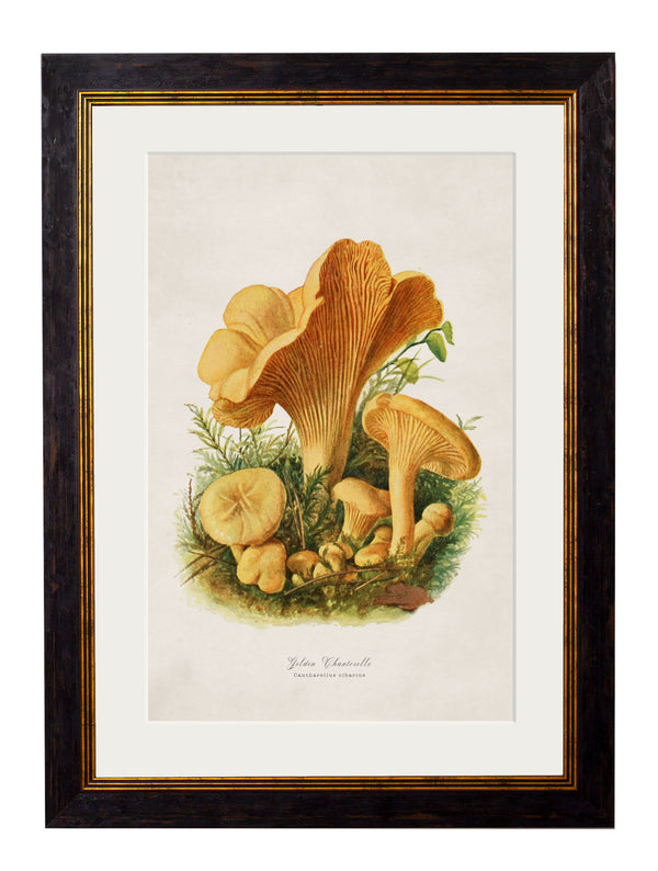 c.1913 Edible Mushrooms