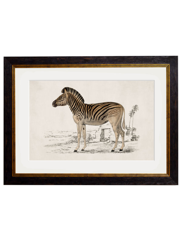 c.1774 Zebra