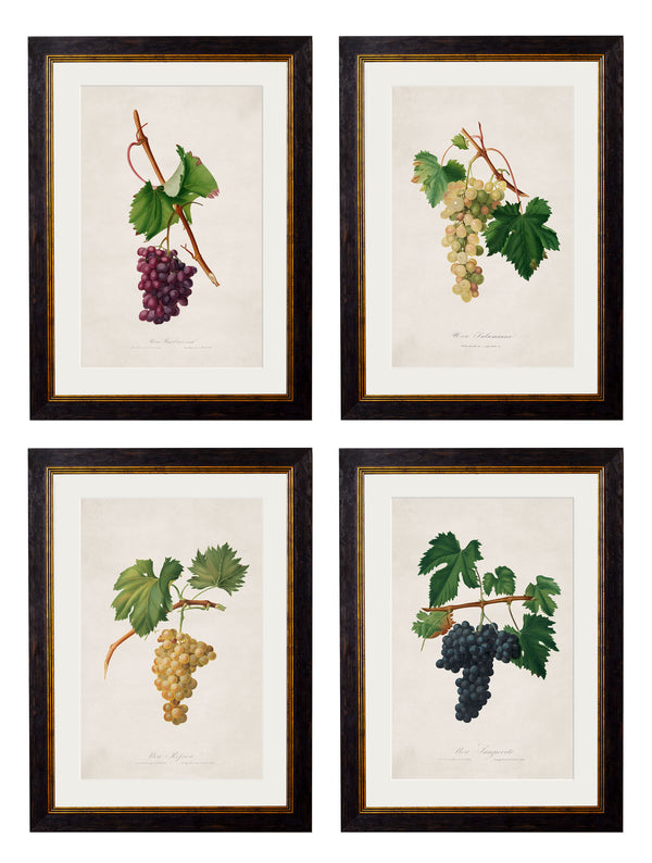 c.1817 Collection of Botanical Grapes